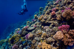 Scuba diving at Coral Reef, Makadi Bay, Hurghada, Egypt, Red Sea