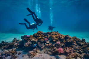 Scuba diving at Coral Reef, Makadi Bay, Hurghada, Egypt, Red Sea, Group of Divers