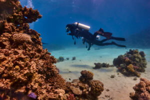 Scuba diving at Coral Reef, Makadi Bay, Hurghada, Egypt, Red Sea