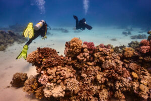 Scuba diving at Coral Reef, Makadi Bay, Hurghada, Egypt, Red Sea