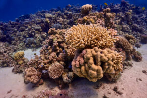 Scuba diving at Coral Reef, Makadi Bay, Hurghada, Egypt, Red Sea