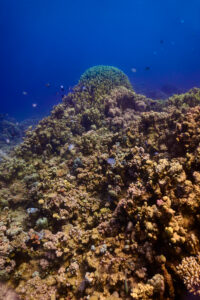 Scuba diving at Coral Reef, Makadi Bay, Hurghada, Egypt, Red Sea