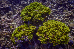 Scuba diving at Coral Reef, Makadi Bay, Hurghada, Egypt, Red Sea, Salad Coral