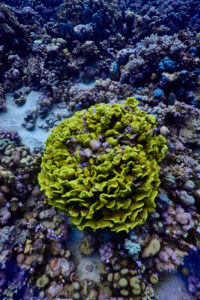 Scuba diving at Coral Reef, Makadi Bay, Hurghada, Egypt, Red Sea, Salad Coral
