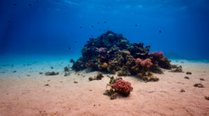 Scuba diving at Coral Reef, Makadi Bay, Hurghada, Egypt, Red Sea
