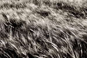 The wind touch the grain ears and beard of barley lightly , The wind touch the grain ears and beard of barley lightly ,