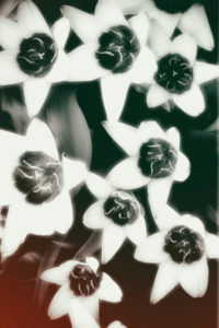 The close-up and top view on the alienated calyxes of the star-shaped tulip The close-up and top view on the alienated calyxes of the star-shaped tulip