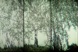 The collage of young birches throwing shadows on a facade. The collage of young birches throwing shadows on a facade.