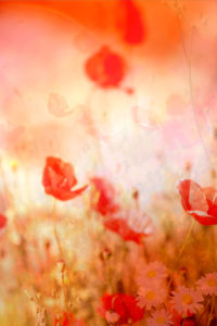 Red poppies, bright red in the sunshine, white daisies Red poppies, bright red in the sunshine, white daisies