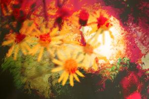 Yellow camomile flowers, contre-jour, blurred, digitally manipulated , Yellow camomile flowers, contre-jour, blurred, digitally manipulated ,