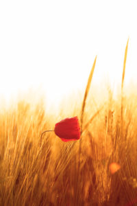 Kornähren und eine helle rote Mohnblume Kornähren und eine helle rote Mohnblume