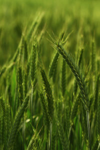 Field of triticale - a hybrid of rye and wheat Field of triticale - a hybrid of rye and wheat