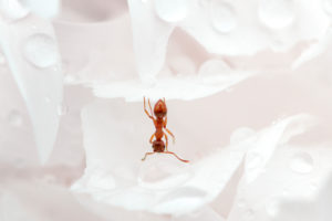Close up of ant drinking on a water drop in the garden Close up of ant drinking on a water drop in the garden