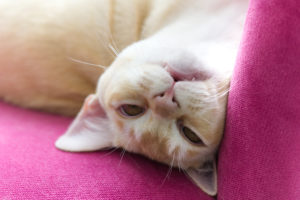 Purebred Burmese cat on pink armchair Purebred Burmese cat on pink armchair