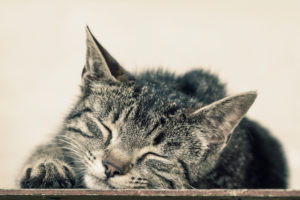 Lazy striped cat laying and sleeping outdoors Lazy striped cat laying and sleeping outdoors