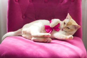Purebred Burmese cat on pink armchair Purebred Burmese cat on pink armchair