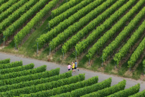 wine grapes on vine stock wine grapes on vine stock