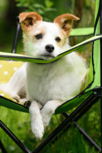 Bildagentur | mauritius images | Hund auf Campingstuhl