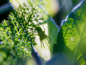 unscharfe grüne Blätter auf einer Wiese, Spinne, Schatten, Silhouette unscharfe grüne Blätter auf einer Wiese, Spinne, Schatten, Silhouette