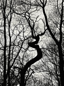 Bäume und ƒste als Schattenriss vor weißen Himmel Bäume und ƒste als Schattenriss vor weißen Himmel