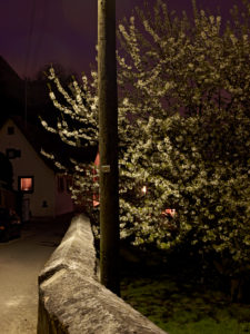 Baum mit Kirschblüte an einer Straße mit einer alten Mauer Baum mit Kirschblüte an einer Straße mit einer alten Mauer