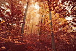 braunes Herbstlaub im Buchenwald mit Sonne braunes Herbstlaub im Buchenwald mit Sonne