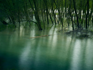 Überschwemmungsgebiet des Rhein, Wasser, Natur Überschwemmungsgebiet des Rhein, Wasser, Natur