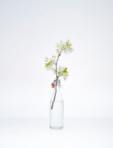 Durchsichtige Flasche mit Kirschzweig und Blüten Durchsichtige Flasche mit Kirschzweig und Blüten