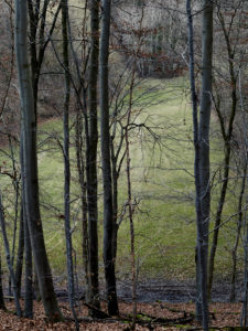 Bäume am Rand einer Wiese Bäume am Rand einer Wiese