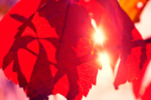 rotes Laub einiger Weinblätter im Herbst in der Sonne rotes Laub einiger Weinblätter im Herbst in der Sonne