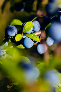 Zweig mit Schlehen Beeren in der Sonne an einem Strauch Zweig mit Schlehen Beeren in der Sonne an einem Strauch