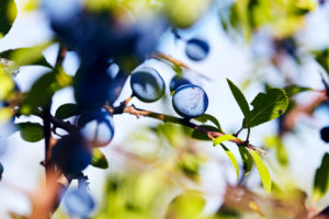 Branch with sloes berries in a shrub in the sun Branch with sloes berries in a shrub in the sun