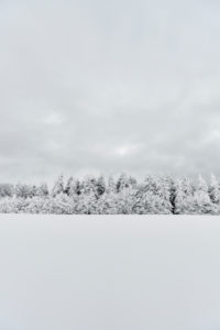 verschneiter Tannenwald im Winter auf einem Hügel mit bedecktem Himmel verschneiter Tannenwald im Winter auf einem Hügel mit bedecktem Himmel