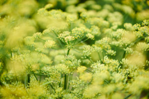 Dill als Nutzpflanze mit vielen Blüten und Dolden in gelb und grün Dill als Nutzpflanze mit vielen Blüten und Dolden in gelb und grün