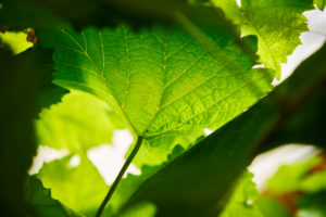 Detail eine Weinblattes im Herbst von unten, close-up Detail eine Weinblattes im Herbst von unten, close-up