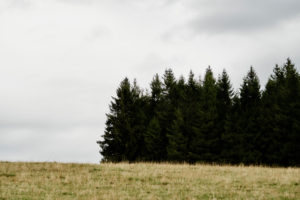 View over a pasture to forest with firs and cloudy sky