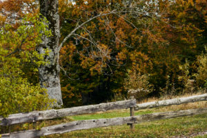 Fence made of boards in a forest with beeches, autumn colors