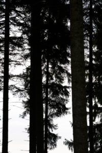 Fir forest, branches and twigs in backlight, silhouettes, white background,