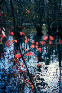 Red leaves on a lake in autumn colors and backlight with reflection in the water