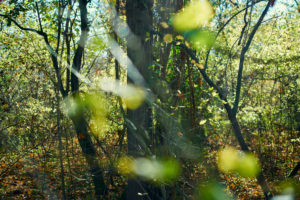 Trees, branches, leaves, blurred, forest with beeches, autumn colours, back light