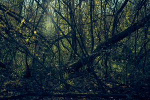 Forest in the dark, trees, branches, twigs, thicket,