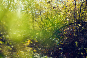 colorful leaves in a beech forest in autumn, backlight
