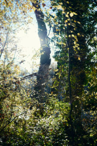 colorful leaves in a beech forest in autumn, backlight