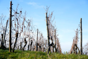 rows of leafless vines, blue sky