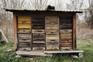 eight boxes for bees on the edge of the forest on a meadow, autumn