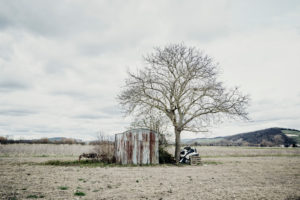 old shed made of corrugated iron on meadow with tree, autumn