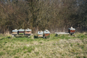 six boxes for bees at the edge of the forest on a meadow in autumn