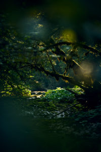Tree in the dark, branches, branches and leaves with moss,