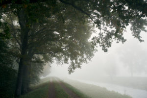 Trees and path in the fog on a canal in the fog
