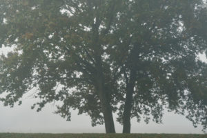 two trees in the fog,